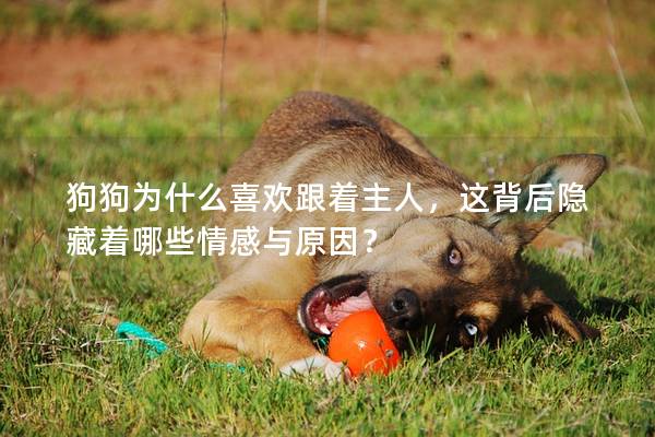 狗狗为什么喜欢跟着主人，这背后隐藏着哪些情感与原因？