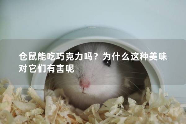 仓鼠能吃巧克力吗？为什么这种美味对它们有害呢