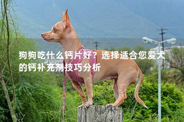 狗狗吃什么钙片好？选择适合您爱犬的钙补充剂技巧分析