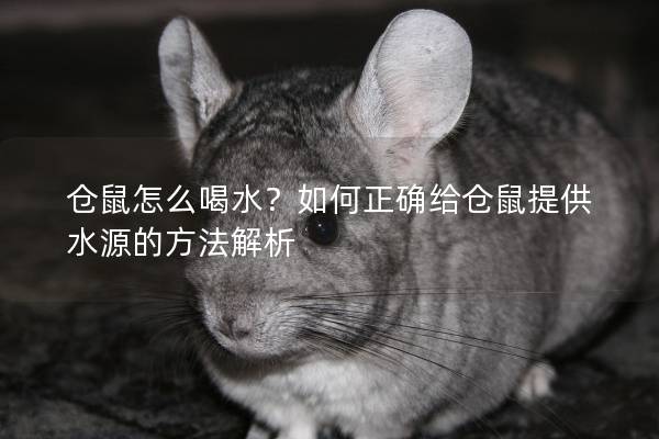 仓鼠怎么喝水？如何正确给仓鼠提供水源的方法解析