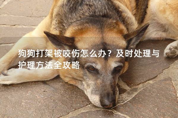 狗狗打架被咬伤怎么办？及时处理与护理方法全攻略