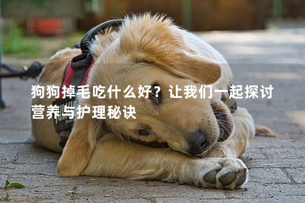 狗狗掉毛吃什么好？让我们一起探讨营养与护理秘诀