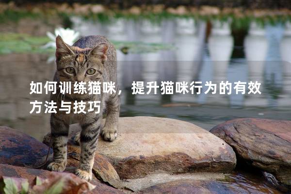 如何训练猫咪，提升猫咪行为的有效方法与技巧