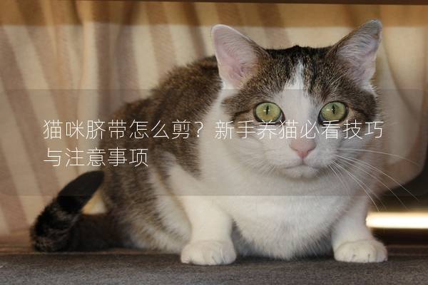 猫咪脐带怎么剪？新手养猫必看技巧与注意事项