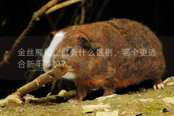 金丝熊和仓鼠有什么区别,哪个更适合新手养护? 金丝熊和仓鼠有什么区别,哪个更适合新手养护?