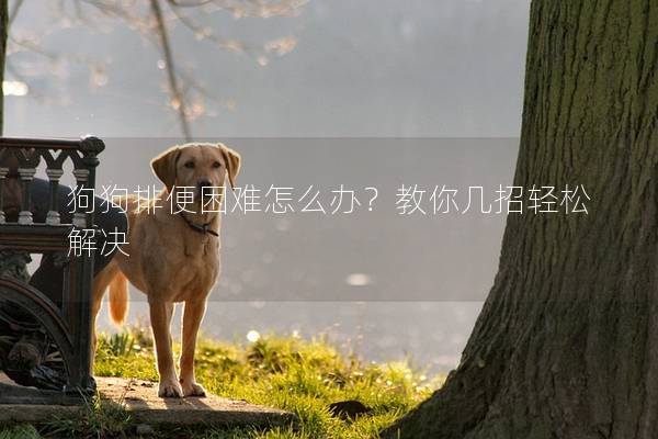 狗狗排便困难怎么办？教你几招轻松解决