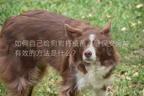如何自己给狗狗打疫苗,确保安全与有效的方法是什么? 如何自己给狗狗打疫苗,确保安全与有效的方法是什么?
