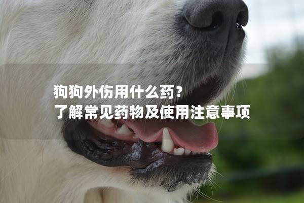 狗狗外伤用什么药？ 了解常见药物及使用注意事项