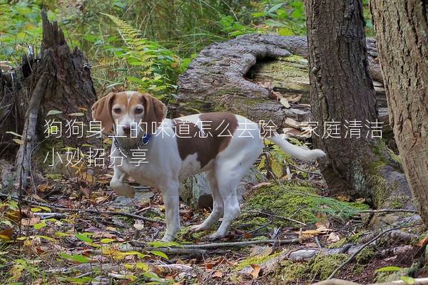 狗狗身上的味道怎么去除，家庭清洁小妙招分享
