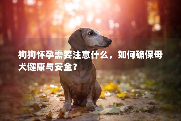 狗狗怀孕需要注意什么，如何确保母犬健康与安全？