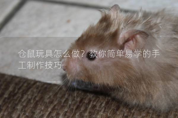 仓鼠玩具怎么做?教你简单易学的手工制作技巧 仓鼠玩具怎么做?教你简单易学的手工制作技巧