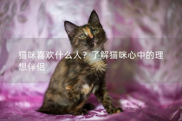 猫咪喜欢什么人？了解猫咪心中的理想伴侣