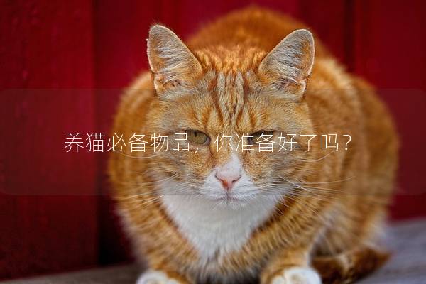 养猫必备物品，你准备好了吗？