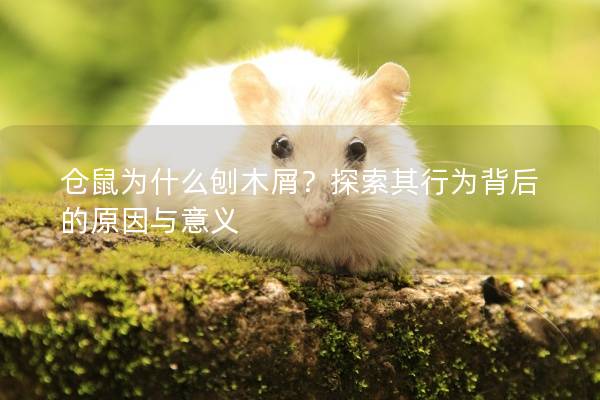 仓鼠为什么刨木屑？探索其行为背后的原因与意义