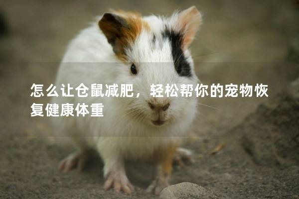 怎么让仓鼠减肥，轻松帮你的宠物恢复健康体重