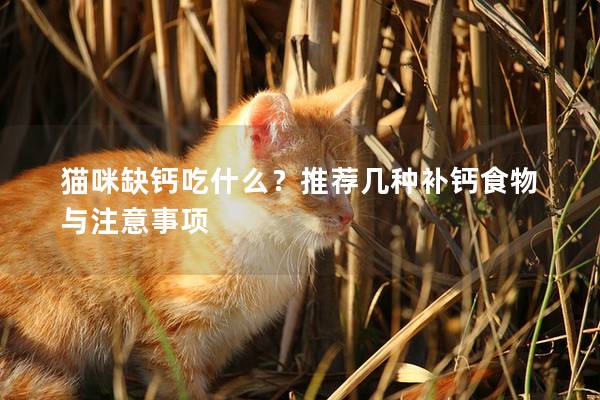 猫咪缺钙吃什么？推荐几种补钙食物与注意事项
