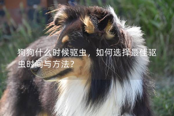 狗狗什么时候驱虫,如何选择最佳驱虫时间与方法? 狗狗什么时候驱虫,如何选择最佳驱虫时间与方法?