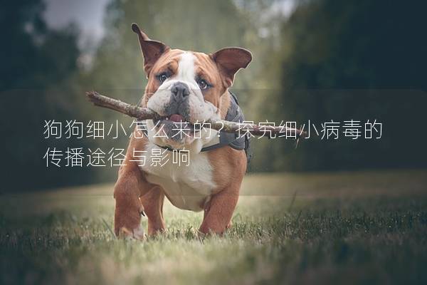 狗狗细小怎么来的？探究细小病毒的传播途径与影响