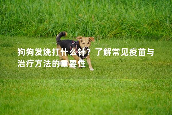 狗狗发烧打什么针？了解常见疫苗与治疗方法的重要性