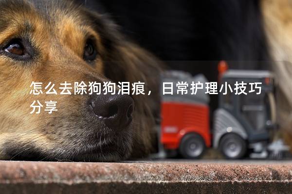 怎么去除狗狗泪痕,日常护理小技巧分享 怎么去除狗狗泪痕,日常护理小技巧分享