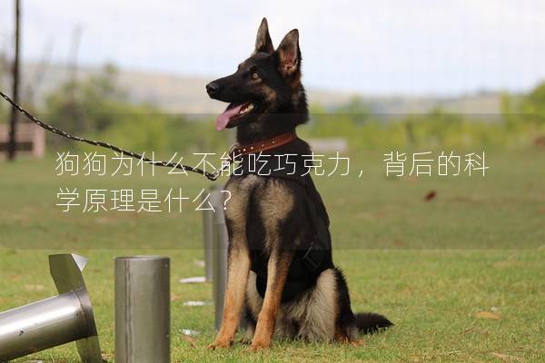 狗狗为什么不能吃巧克力，背后的科学原理是什么？