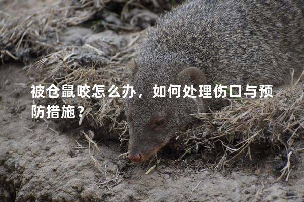 被仓鼠咬怎么办,如何处理伤口与预防措施? 被仓鼠咬怎么办,如何处理伤口与预防措施?