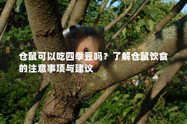仓鼠可以吃四季豆吗？了解仓鼠饮食的注意事项与建议