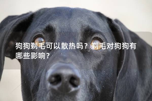 狗狗剃毛可以散热吗？剃毛对狗狗有哪些影响？