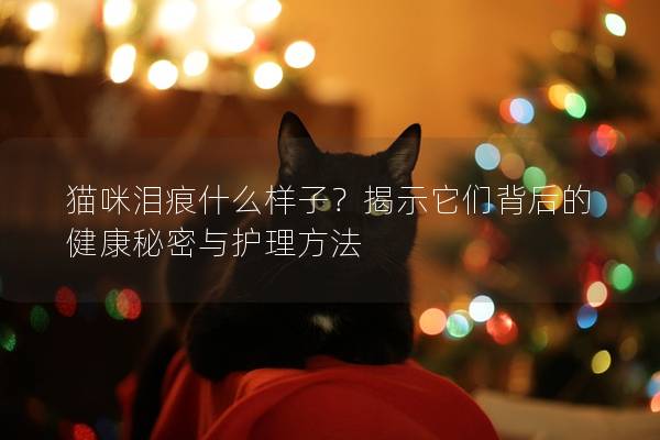 猫咪泪痕什么样子?揭示它们背后的健康秘密与护理方法 猫咪泪痕什么样子?揭示它们背后的健康秘密与护理方法
