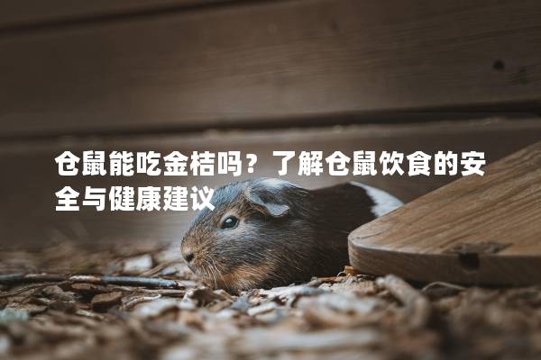 仓鼠能吃金桔吗？了解仓鼠饮食的安全与健康建议