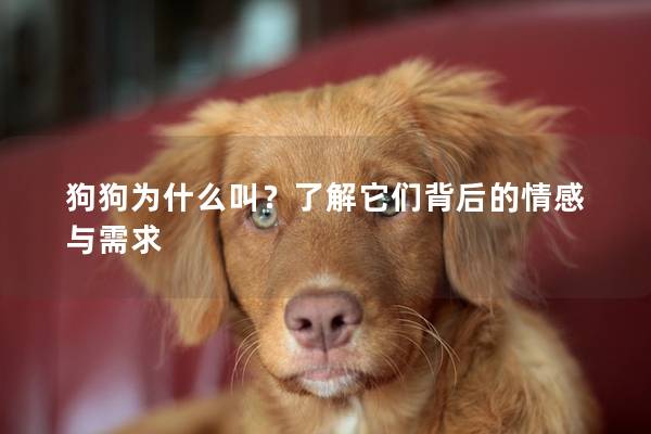 狗狗为什么叫？了解它们背后的情感与需求