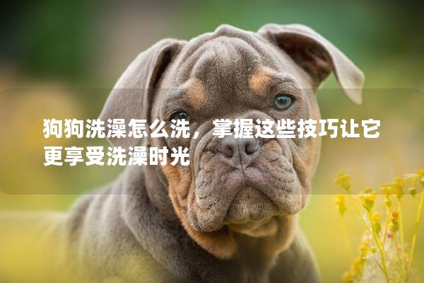 狗狗洗澡怎么洗，掌握这些技巧让它更享受洗澡时光