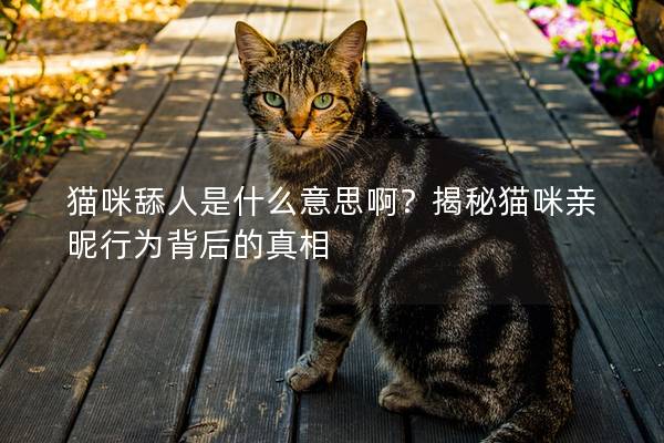 猫咪舔人是什么意思啊？揭秘猫咪亲昵行为背后的真相