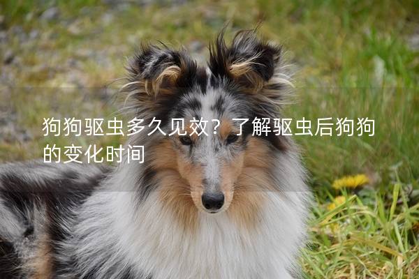 狗狗驱虫多久见效？了解驱虫后狗狗的变化时间