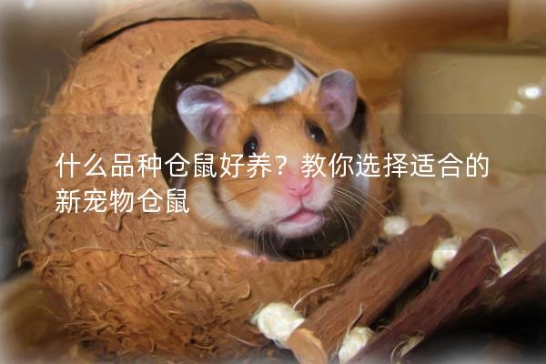 什么品种仓鼠好养？教你选择适合的新宠物仓鼠