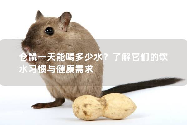 仓鼠一天能喝多少水？了解它们的饮水习惯与健康需求