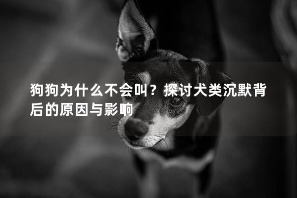 狗狗为什么不会叫?探讨犬类沉默背后的原因与影响 狗狗为什么不会叫?探讨犬类沉默背后的原因与影响