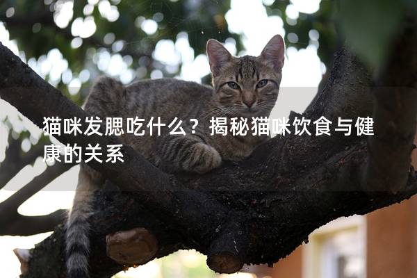 猫咪发腮吃什么？揭秘猫咪饮食与健康的关系
