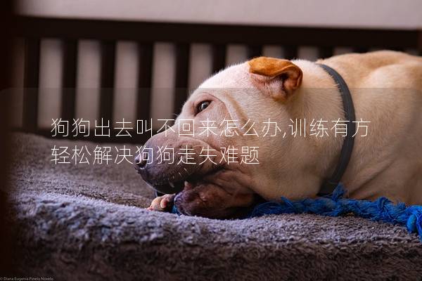 狗狗出去叫不回来怎么办,训练有方轻松解决狗狗走失难题