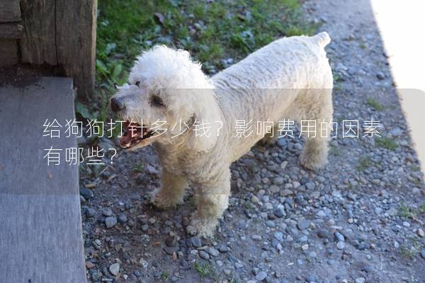 给狗狗打针多少钱？影响费用的因素有哪些？