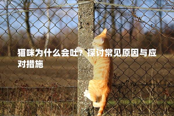 猫咪为什么会吐？探讨常见原因与应对措施