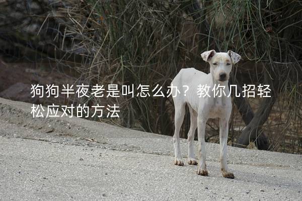 狗狗半夜老是叫怎么办？教你几招轻松应对的方法