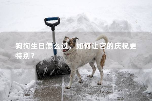 狗狗生日怎么过,如何让它的庆祝更特别? 狗狗生日怎么过,如何让它的庆祝更特别?