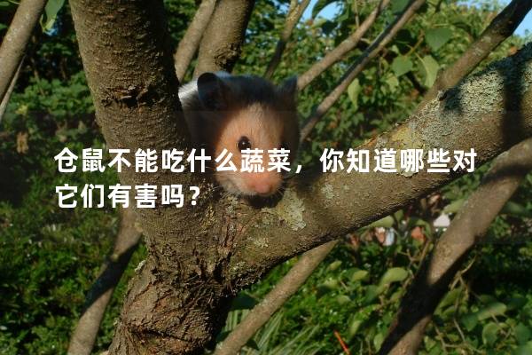 仓鼠不能吃什么蔬菜，你知道哪些对它们有害吗？