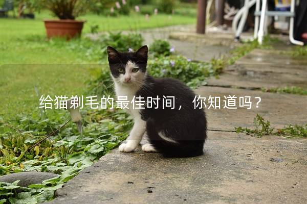 给猫剃毛的最佳时间，你知道吗？