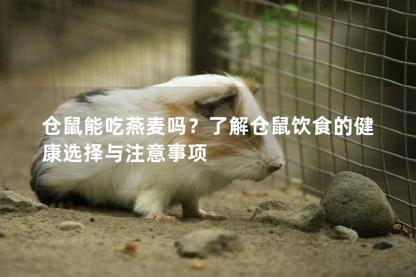 仓鼠能吃燕麦吗？了解仓鼠饮食的健康选择与注意事项