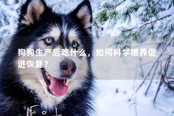 狗狗生产后吃什么，如何科学喂养促进恢复？