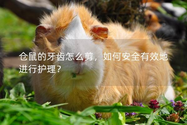 仓鼠的牙齿怎么剪，如何安全有效地进行护理？