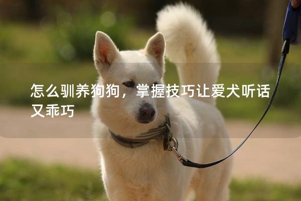 怎么驯养狗狗,掌握技巧让爱犬听话又乖巧 怎么驯养狗狗,掌握技巧让爱犬听话又乖巧