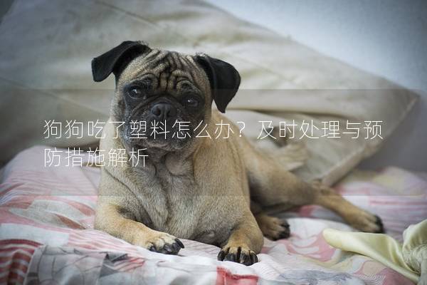 狗狗吃了塑料怎么办？及时处理与预防措施解析